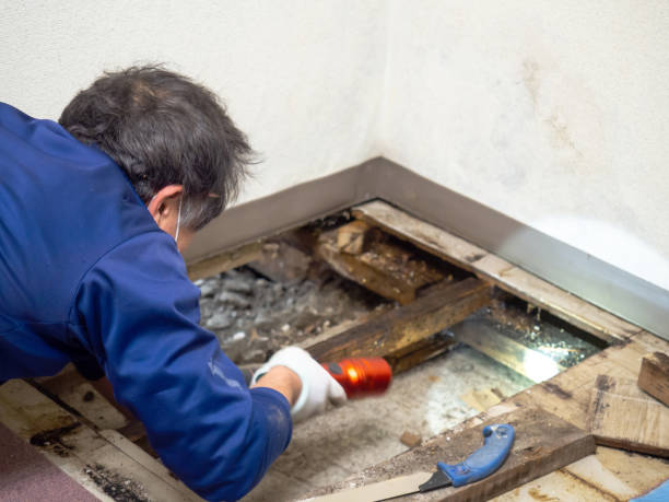 Professional Mold Remediation in Pierre, SD