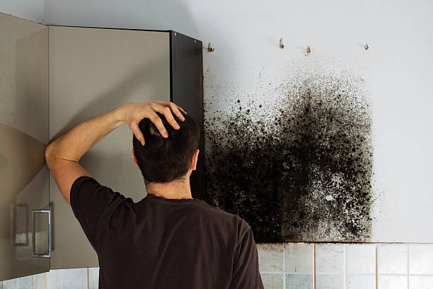 Best Commercial Mold Remediation in Pierre, SD